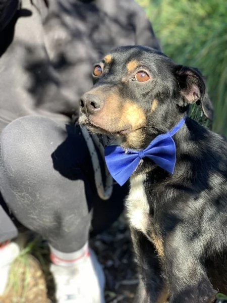 Lucio, canile basso lazio