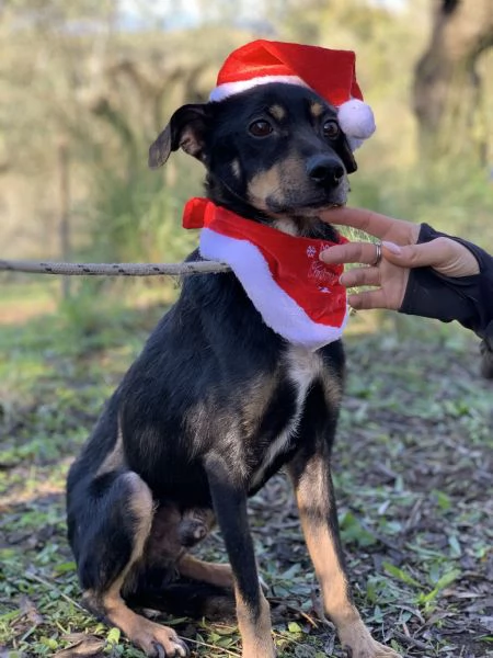 Lucio, canile basso lazio | Foto 0