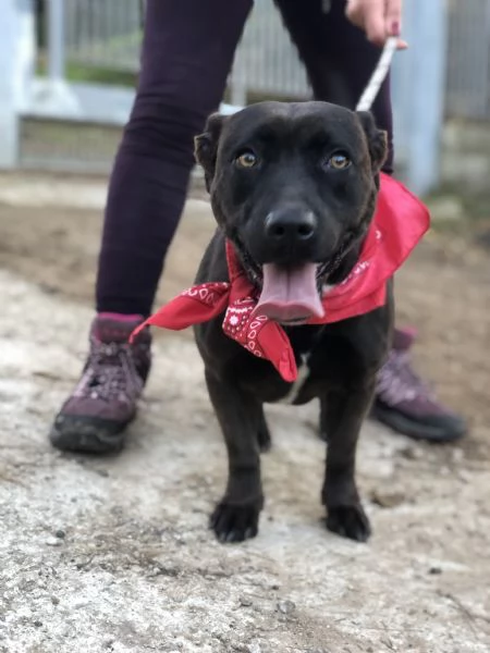 Mami, canile basso lazio | Foto 4