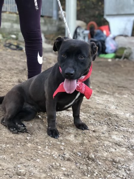 Mami, canile basso lazio | Foto 3