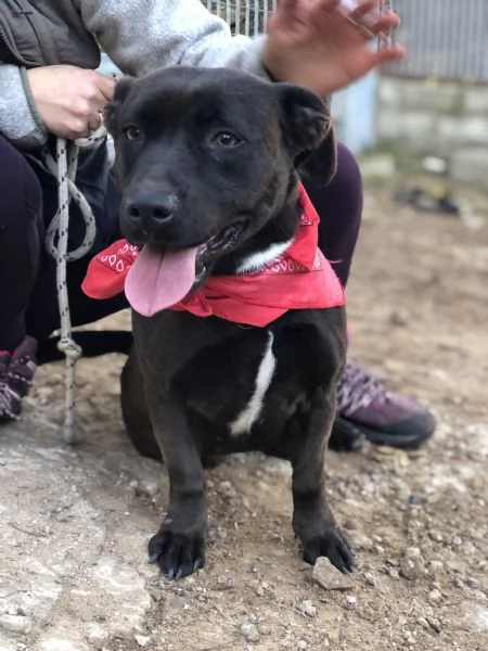 Mami, canile basso lazio | Foto 2