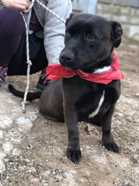 Mami, canile basso lazio | Foto 1