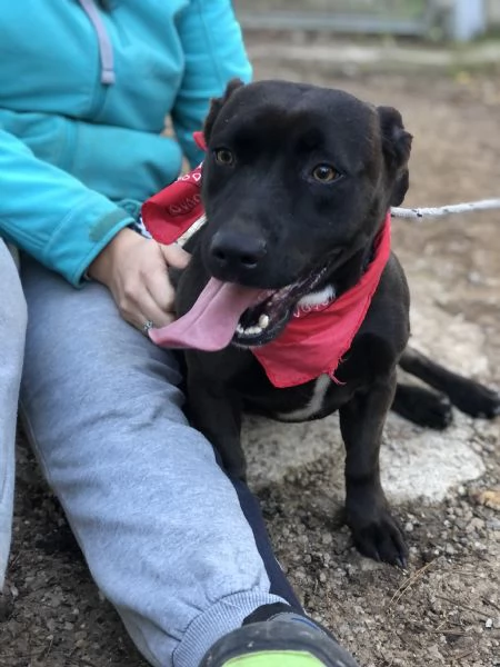 Mami, canile basso lazio | Foto 0