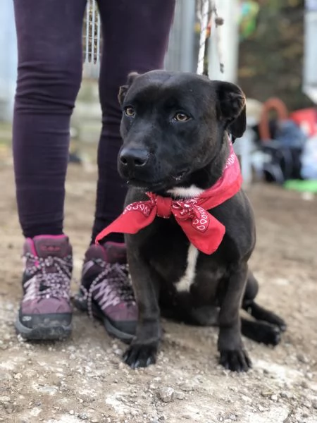 Mami, canile basso lazio