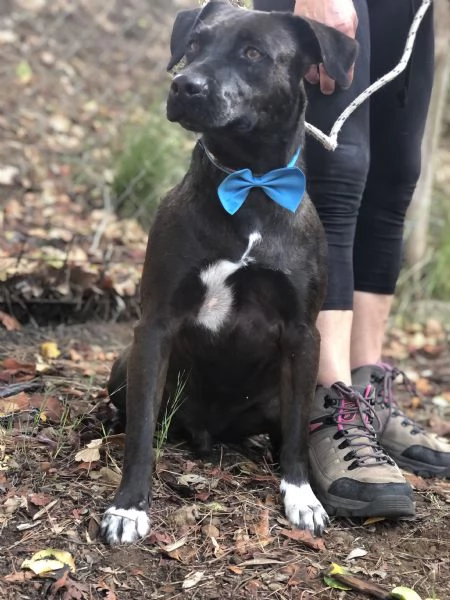 Matisse, canile basso lazio | Foto 5