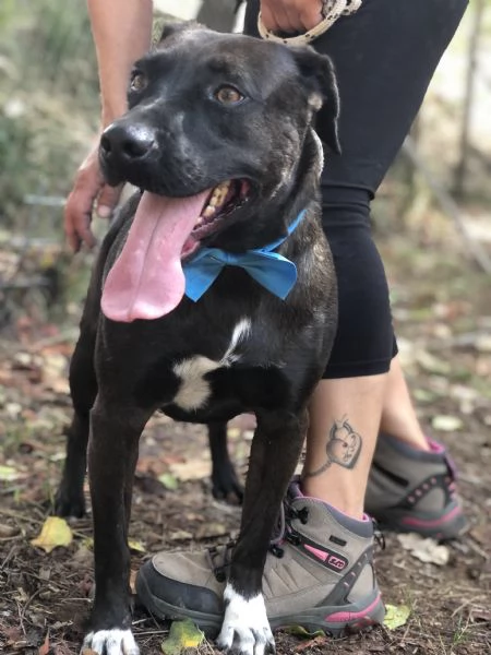 Matisse, canile basso lazio | Foto 4