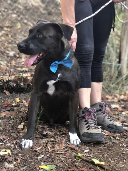 Matisse, canile basso lazio | Foto 3
