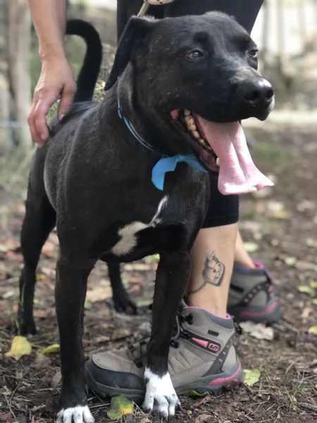 Matisse, canile basso lazio | Foto 2