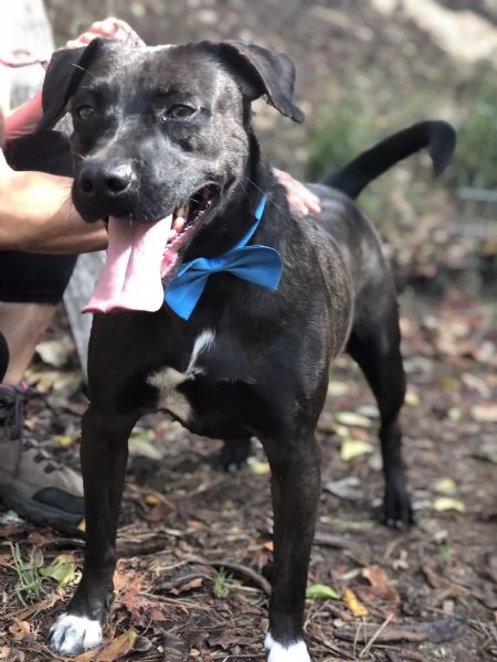 Matisse, canile basso lazio