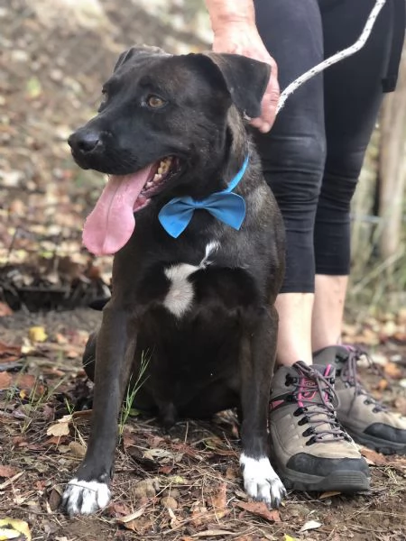 Matisse, canile basso lazio | Foto 0