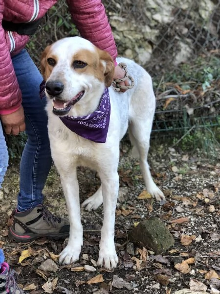 Memole, canile basso lazio | Foto 3