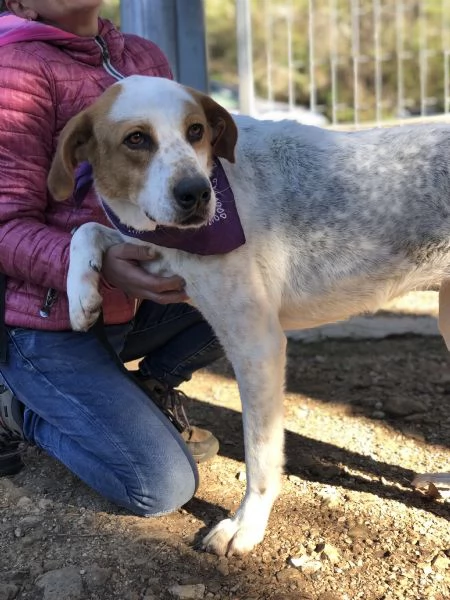 Memole, canile basso lazio | Foto 2