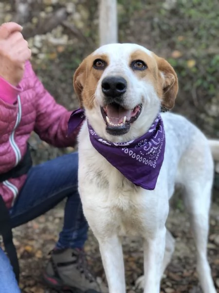 Memole, canile basso lazio | Foto 1