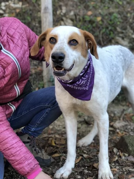 Memole, canile basso lazio | Foto 0