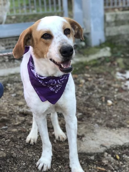 Memole, canile basso lazio