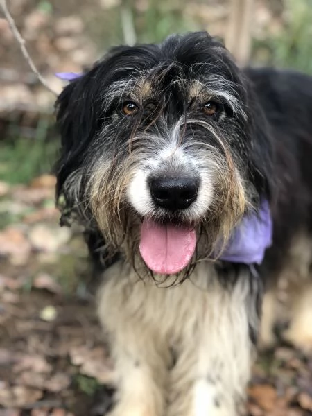 Nana, canile basso lazio | Foto 4