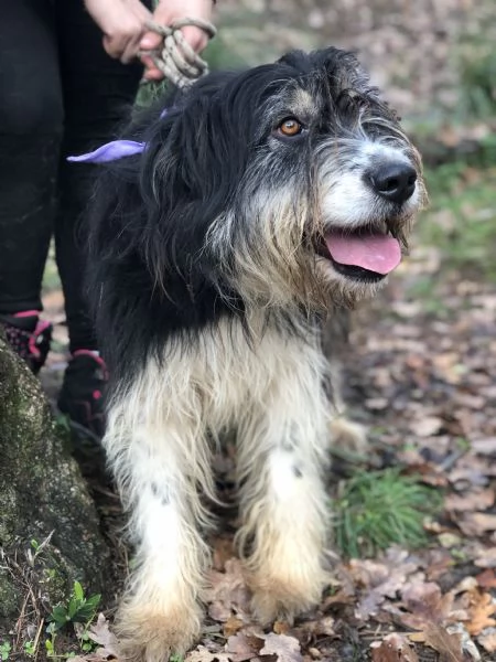 Nana, canile basso lazio | Foto 3