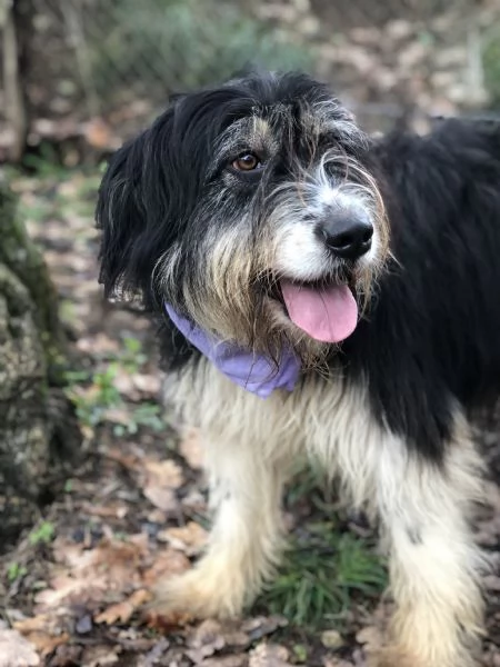 Nana, canile basso lazio | Foto 2