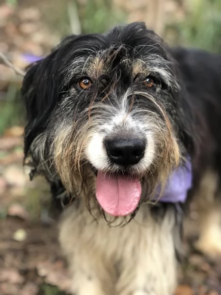 Nana, canile basso lazio