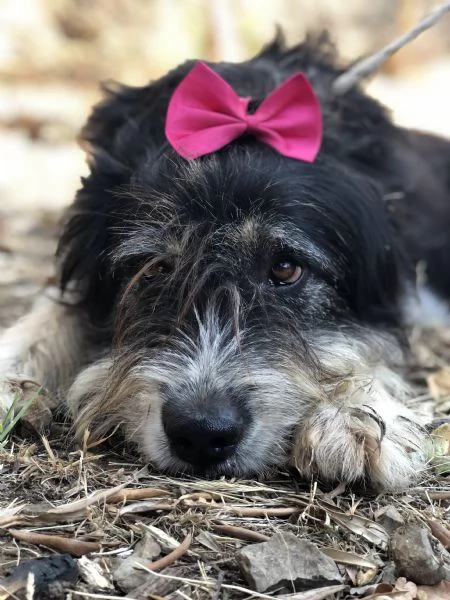 Nana, canile basso lazio | Foto 0