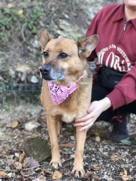 Nan&agrave;, canile basso lazio | Foto 4