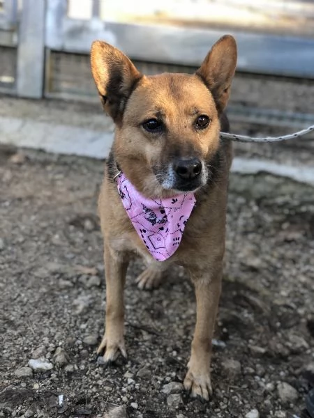 Nan&agrave;, canile basso lazio | Foto 3