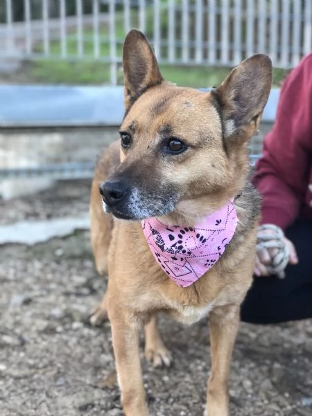 Nan&agrave;, canile basso lazio | Foto 2