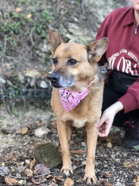 Nan&agrave;, canile basso lazio | Foto 1