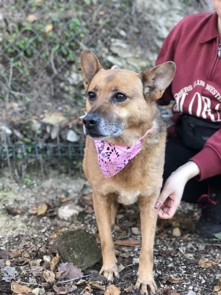 Nan&agrave;, canile basso lazio