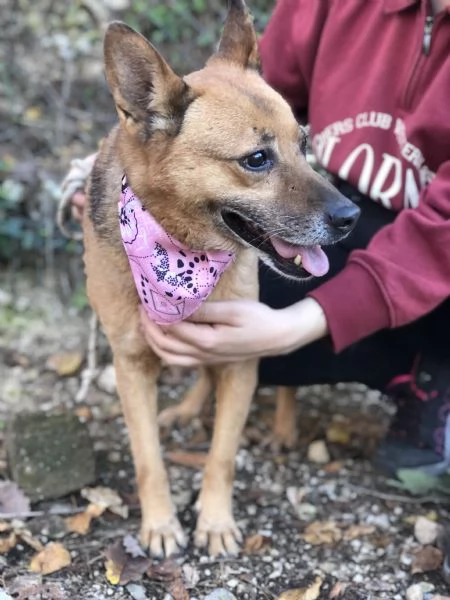 Nan&agrave;, canile basso lazio | Foto 0