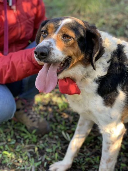 Oscaretto. canile basso lazio | Foto 1