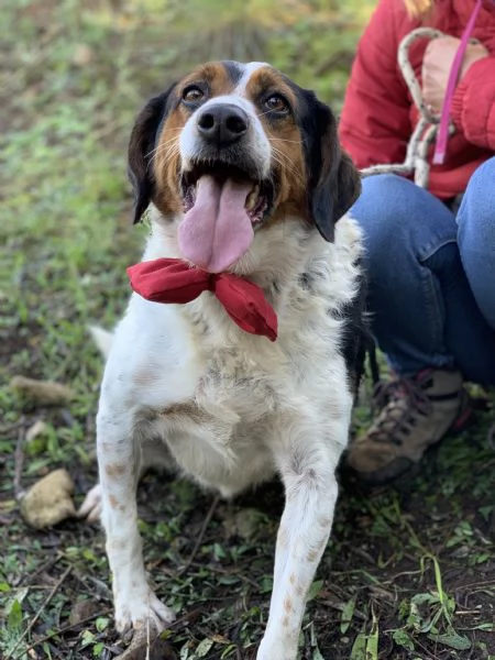 Oscaretto. canile basso lazio