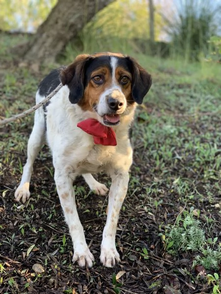 Oscaretto. canile basso lazio | Foto 0