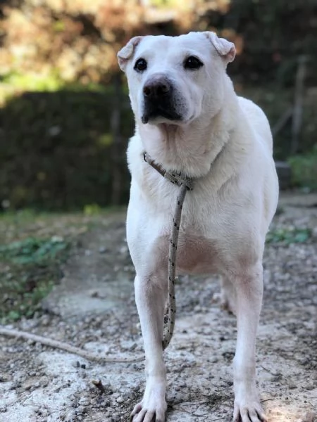 Pablita, canile basso lazio | Foto 4