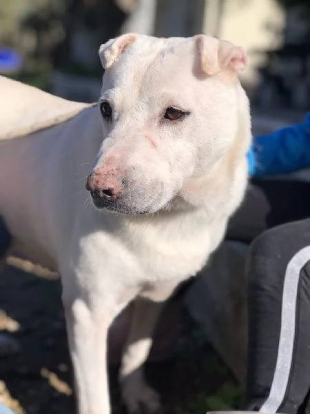 Pablita, canile basso lazio | Foto 3