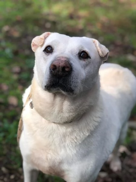 Pablita, canile basso lazio