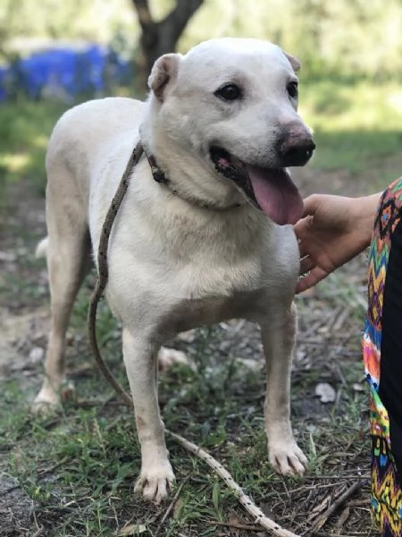 Pablita, canile basso lazio | Foto 0