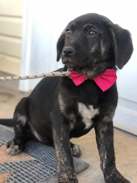 Piper, canile basso lazio | Foto 3