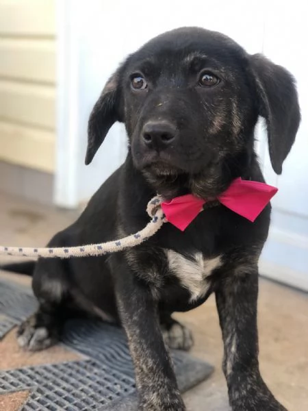 Piper, canile basso lazio | Foto 2