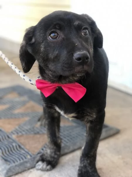 Piper, canile basso lazio | Foto 0