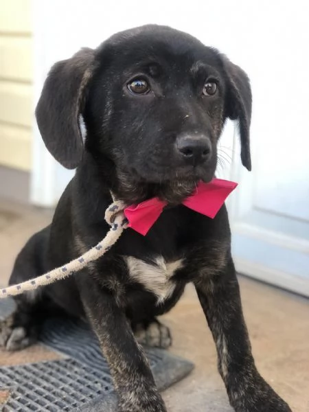 Piper, canile basso lazio