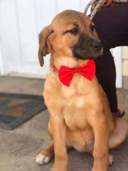 Phoebe,  canile basso lazio | Foto 3