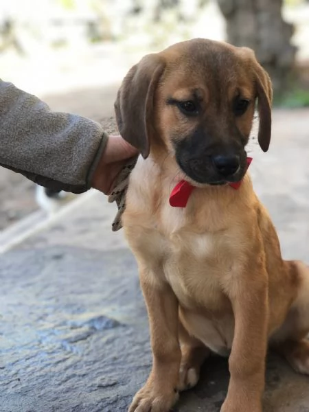 Phoebe,  canile basso lazio | Foto 2