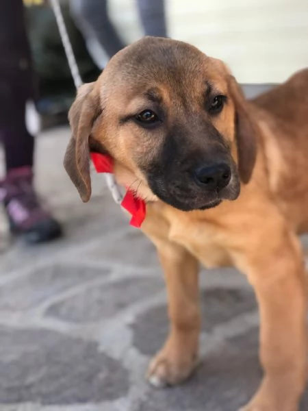 Phoebe,  canile basso lazio | Foto 1