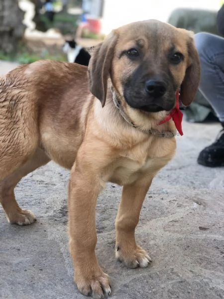 Phoebe,  canile basso lazio | Foto 0