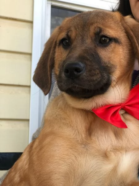 Phoebe,  canile basso lazio