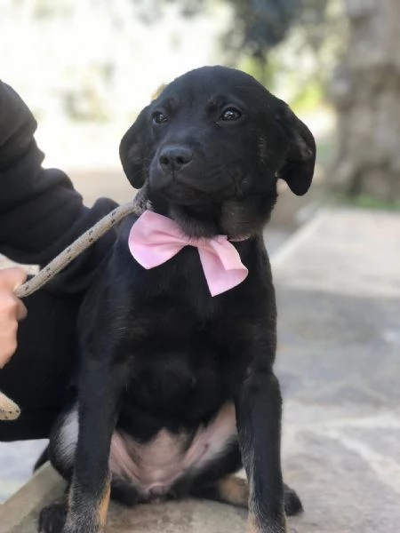 Prue, canile basso Lazio 