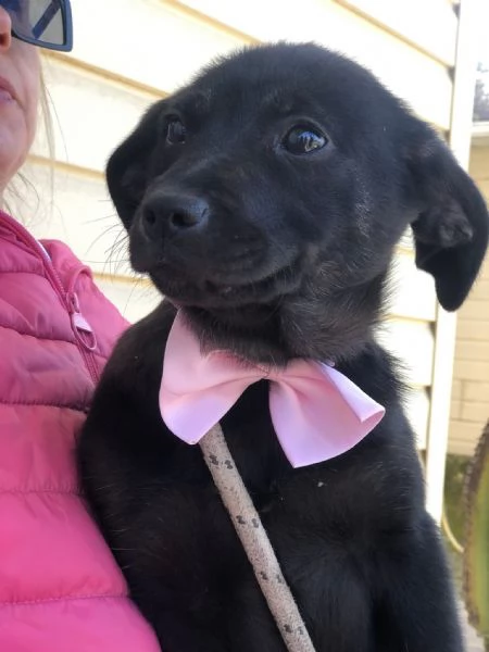 Prue, canile basso Lazio  | Foto 3