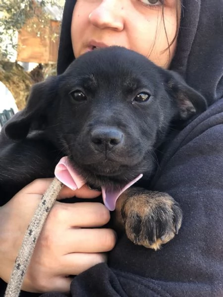 Prue, canile basso Lazio  | Foto 2