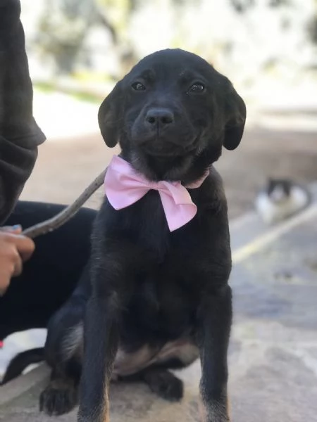 Prue, canile basso Lazio  | Foto 1